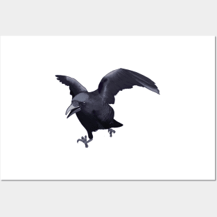 flying crow friend Posters and Art